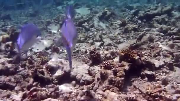 Vatten Färgglada Fiskar Och Korall — Stockvideo