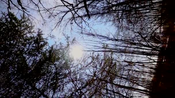Удивительный Вид Зеленый Лес Дневное Время — стоковое видео