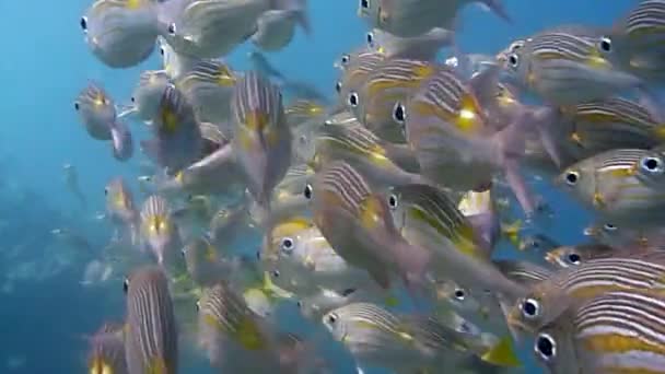 Подводные Разноцветные Рыбы Кораллы — стоковое видео