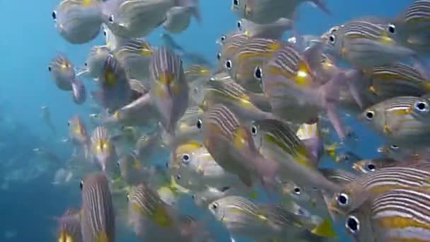 Peces Submarinos Colores Coral — Vídeo de stock