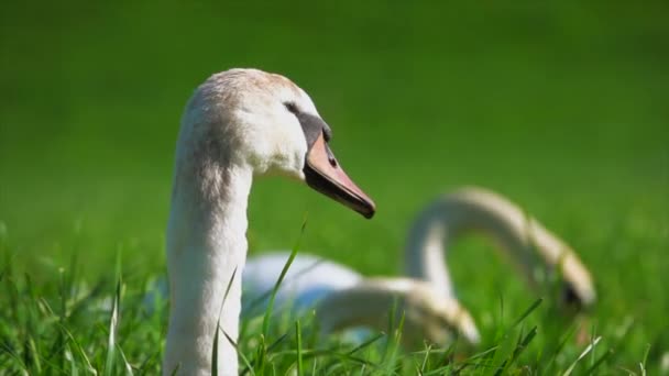 Close Swans Eating Green Grass Selective Focus — Stock Video