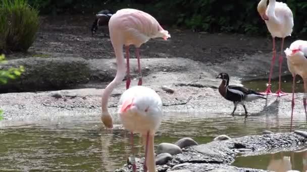 vue de près de magnifiques flamants roses près de l'eau dans la faune