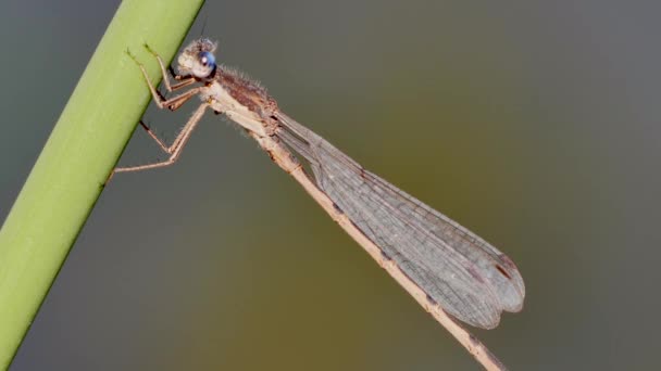 Vue Rapprochée Libellule Dans Son Habitat — Video