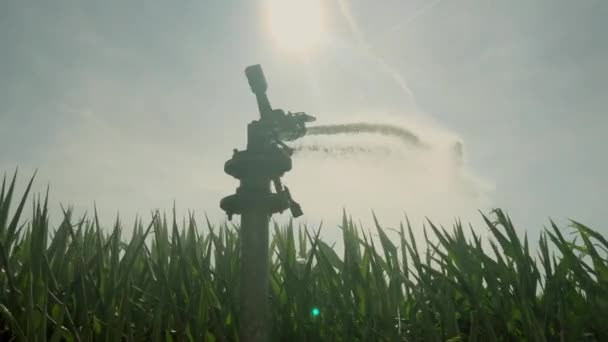 Nahaufnahme Von Wasserverteiler Grünem Gras Und Strahlender Sonne Blauen Himmel — Stockvideo