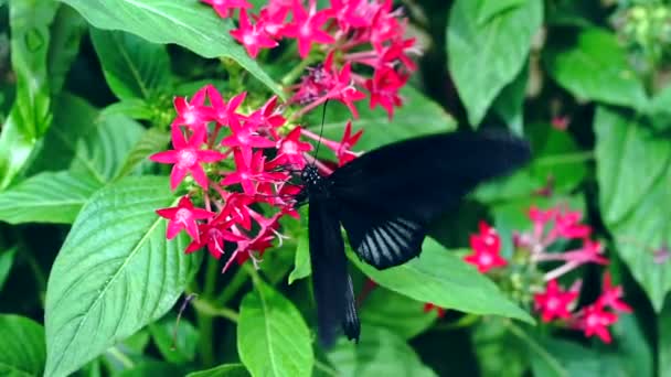 Mariposa Una Flor — Vídeos de Stock