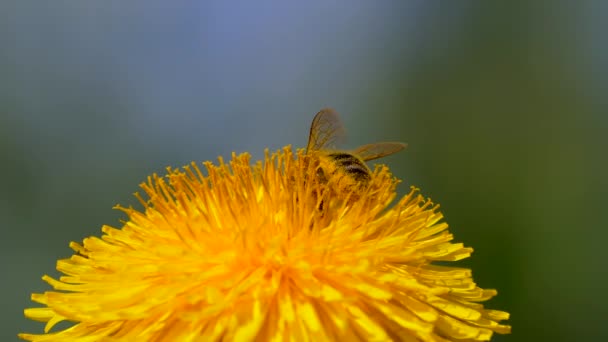 Zblízka Pohled Včelu Krásné Žluté Pampeliška Květiny Slunném Jarním Dni — Stock video