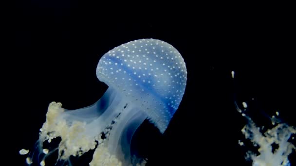 Rhizostoma Pulmo Quallen Auf Dunklem Hintergrund — Stockvideo