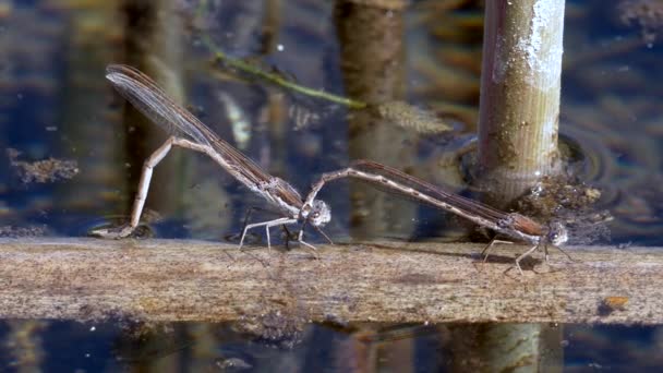 vue rapprochée de la libellule dans son habitat 