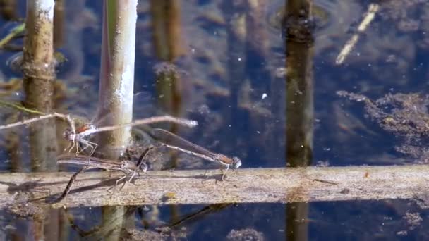 Close View Dragonfly Its Habitat — Stock Video