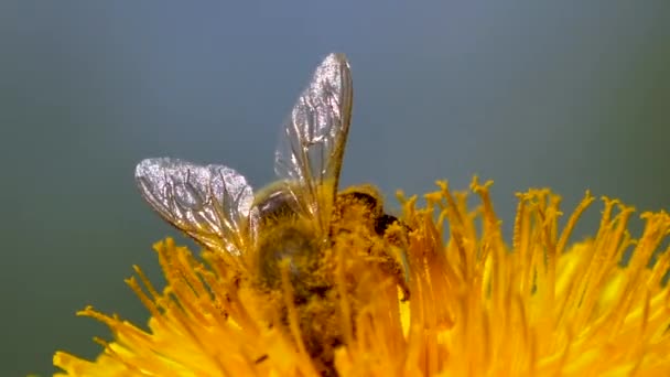 晴れた春の日に美しい黄色のタンポポの花で蜂のクローズアップビュー — ストック動画