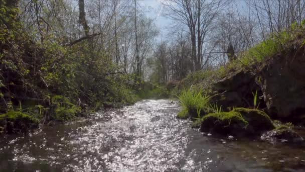 Bonito Pequeno Rio Rápido Floresta Dia Primavera Ensolarado — Vídeo de Stock