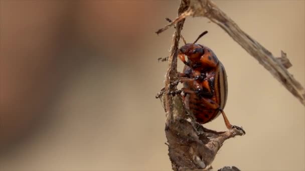 Escarabajo Patata Colorado Leptinotarsa Decemlineata Sobre Una Hoja Planta — Vídeos de Stock