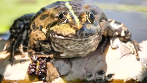 Vue Rapprochée Grenouille Verte Dans Étang Calme — Video