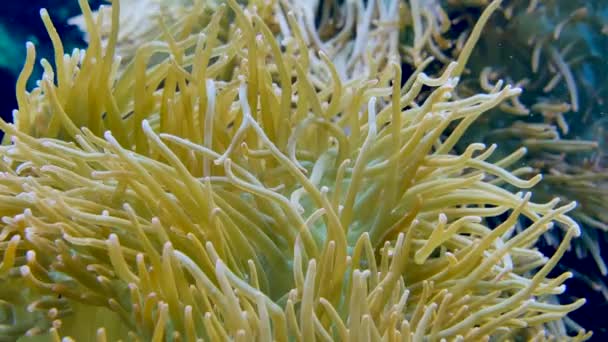 Oceano Anemone Ondeggiante Sott Acqua — Video Stock