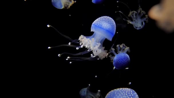 Rhizostoma Pulmo Jellyfish Dark Background — 비디오