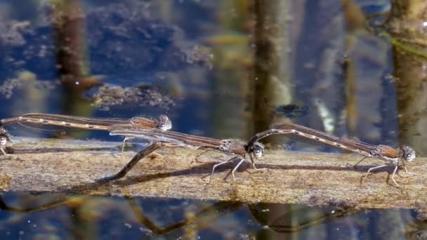 蜻蜓栖息地的特写图片 — 图库视频影像