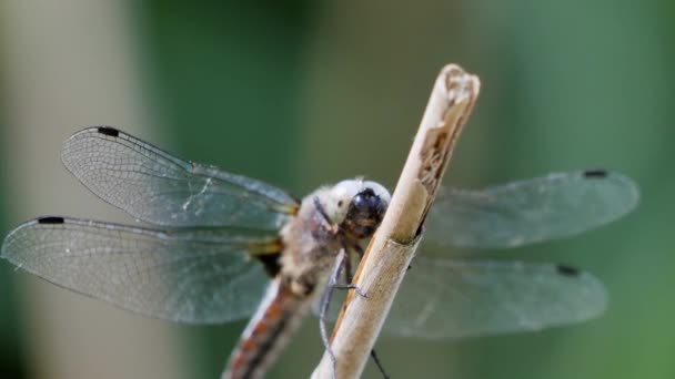 Close Zicht Libelle Zijn Habitat — Stockvideo