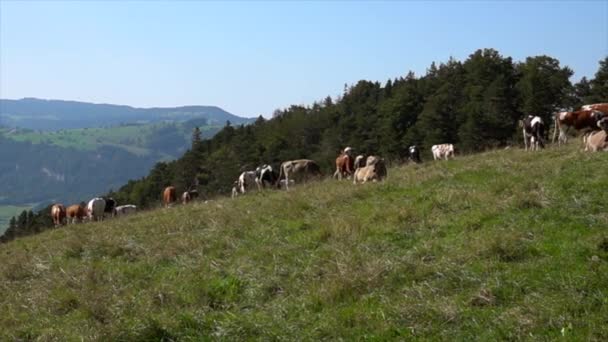 Manada Vacas Pasto Verão Paisagem Rural — Vídeo de Stock