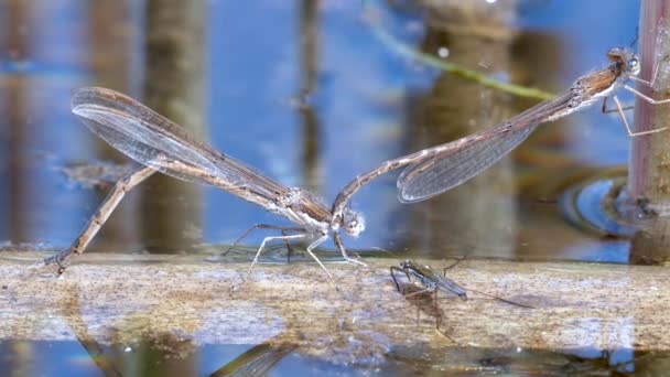 Vue Rapprochée Libellule Dans Son Habitat — Video