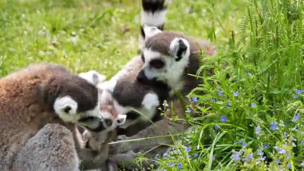 Hayvanat Bahçesindeki Lemurların Yakın Plan Görüntüsü — Stok video