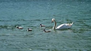 Beyaz sessiz kuğu üst ile gri cygnets