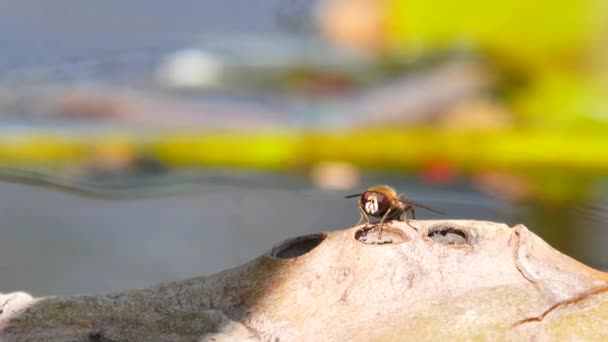 Close View Fly Water Wildlife Selective Focus — Stock Video