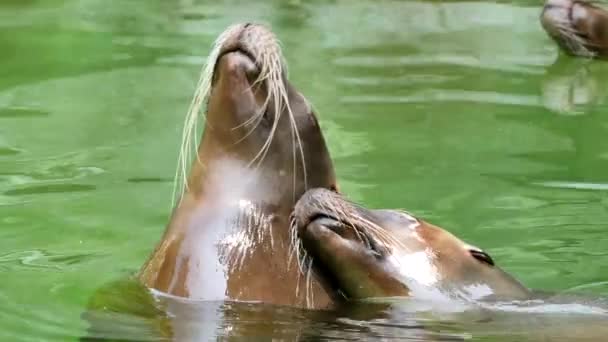 Zwei Niedliche Robben Wasser — Stockvideo