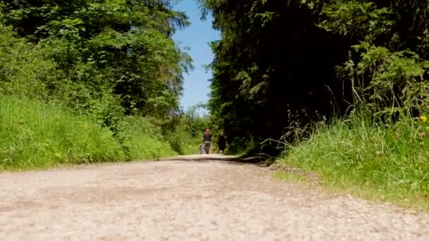 Back View People Walking Pathway Green Trees Sunny Summer Day — Stock Video