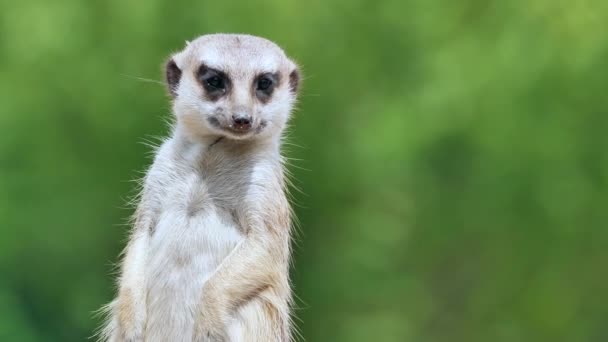 枪口Meerkat近视 — 图库视频影像