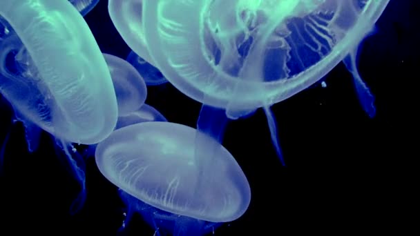 美丽的蓝白相间的发光水母在黑色背景下游泳的特写 — 图库视频影像