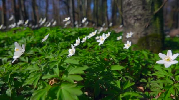 Bliska Widok Pięknych Białych Kwiatów Zielonych Liści Lesie Wiosną — Wideo stockowe