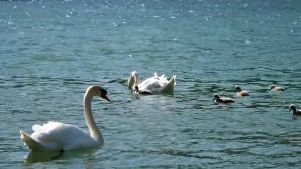 Graue Cygnets Mit Weißen Stummen Schwaneneltern — Stockvideo