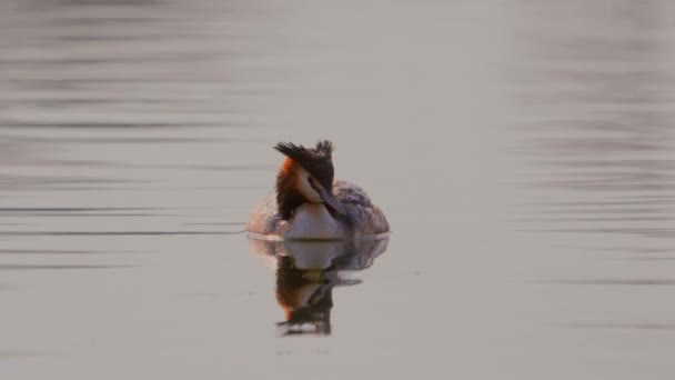 Stockente Schwimmt Wasser — Stockvideo