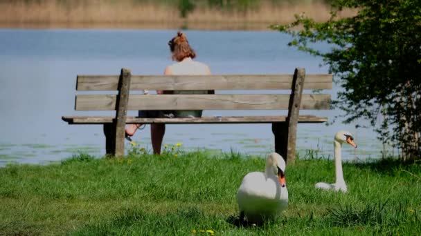 Back View Woman Sitting Wooden Bench Lake Beautiful White Swans — Stock Video