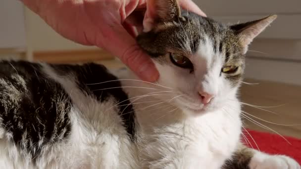 Mão Pessoa Batendo Gato Bonito — Vídeo de Stock