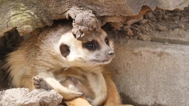 Gros Plan Meerkat Debout Sur Son Terrier — Video