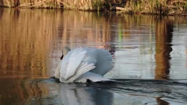 Крупный План Плавающего Лебедя Избирательный Фокус — стоковое видео