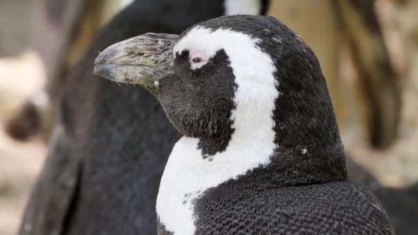 Vue Près Manchot Dans Son Habitat Naturel — Video