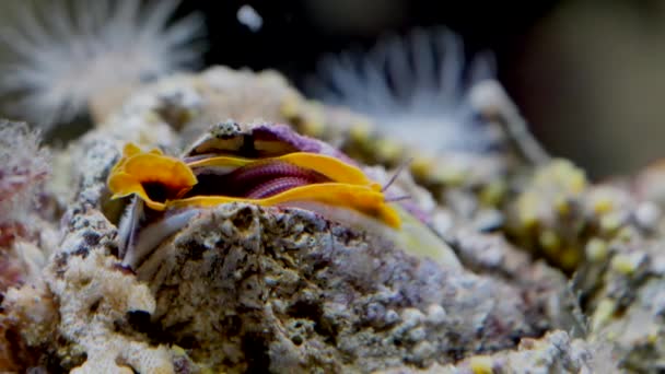 Vista Cercana Hermosa Cáscara Del Acuario — Vídeo de stock