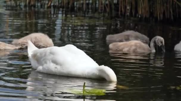 Cisne Con Polluelos Enfoque Selectivo — Vídeos de Stock