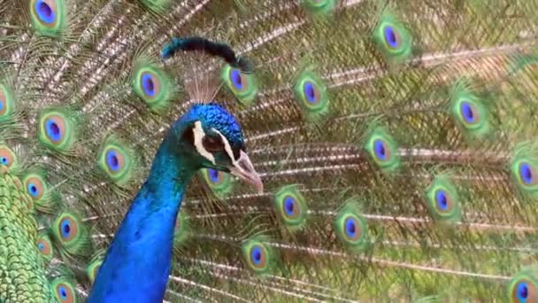 Beautiful Peacock Close View — Stock Video