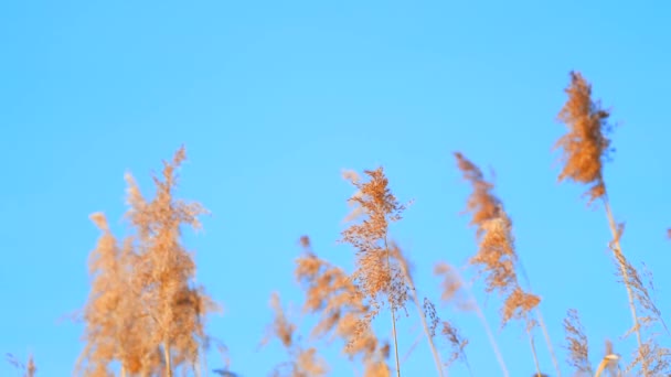 Basso Angolo Vista Delle Canne Alte Cielo Blu Chiaro Giorno — Video Stock