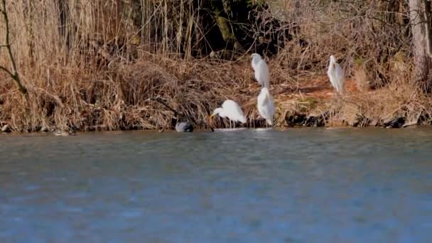 Grijze Reigers Natuurlijke Habitat — Stockvideo