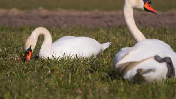 Kuğuların Yakın Çekimi Seçici Odak — Stok video