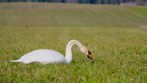 Close Cisne Foco Seletivo — Vídeo de Stock