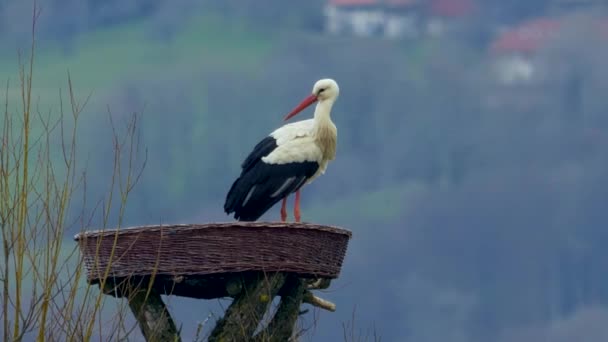 Scenic View Stork Selective Focus — Stock Video