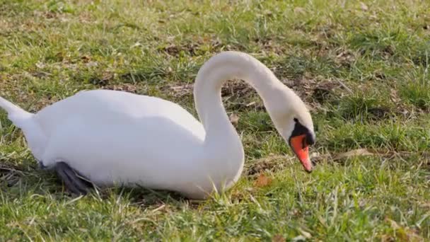 Nahaufnahme Von Schwan Selektiver Fokus — Stockvideo