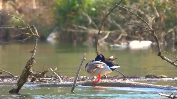 Милая Утиная Птица Воде — стоковое видео