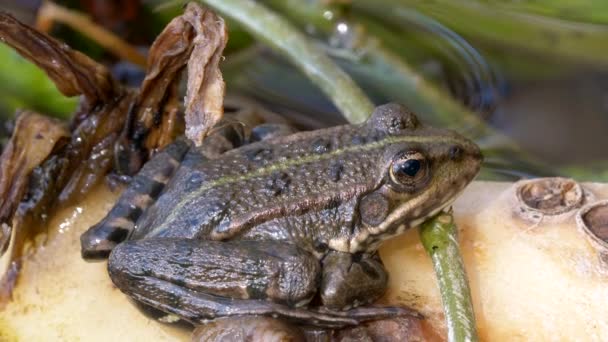 Vue Rapprochée Grenouille Verte Dans Étang Calme — Video