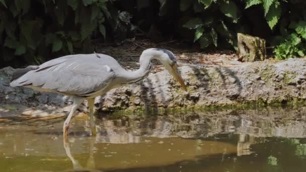 Kraanvogel Natuurlijke Habitat — Stockvideo